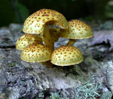 Pholiota squarrosoides, ground level view showing the sharp recurved scales on the cap. Pholiota squarrosoides, ground level view showing the sharp recurved scales on the cap.